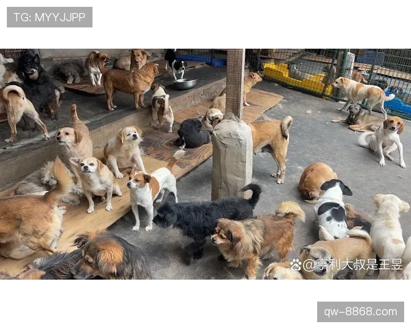 杨千霖家的狗吃的都比我一个月工资高